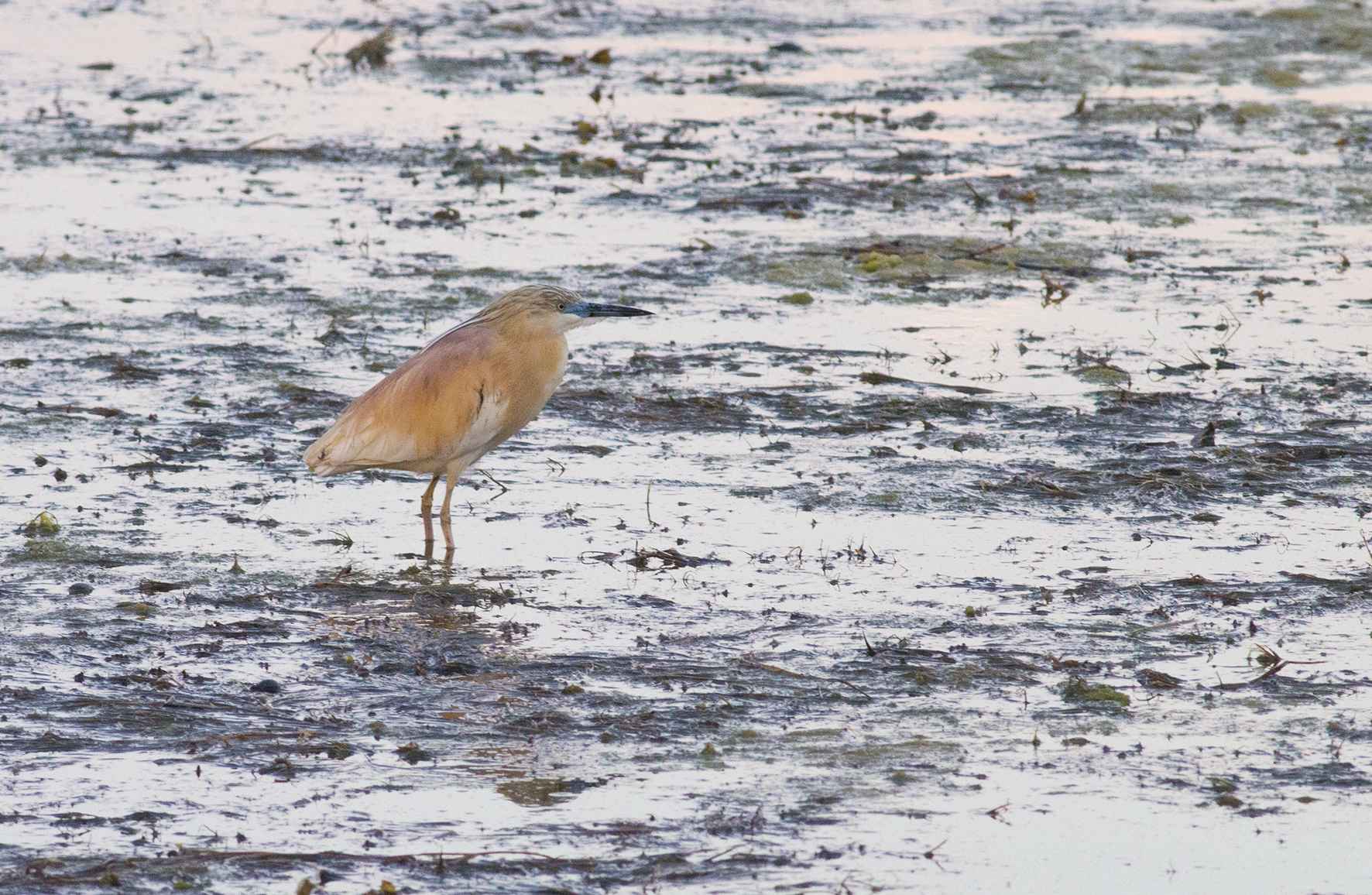Squacco Heron